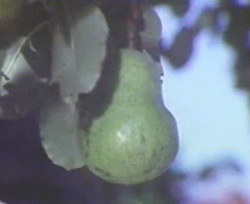 A pear from the Pear Film
